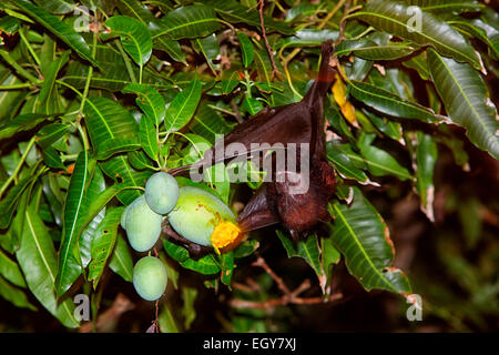 Malaysia, maggiore a breve dal naso a bat di frutta Foto Stock