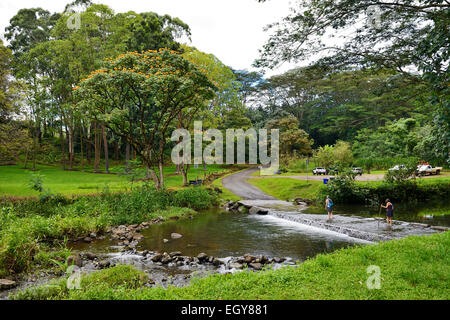 Attraversamento di fiume presso area picnic in Keahua arboreto forestale (parte del fiume Wailua parco dello stato), Kauai, Hawaii, STATI UNITI D'AMERICA Foto Stock