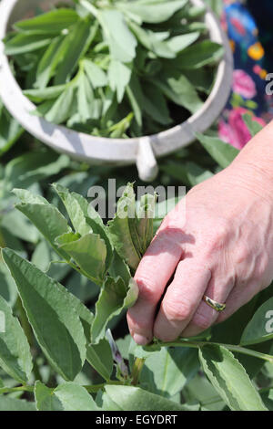 Suggerimenti per la raccolta Broadbeans off per evitare blackfly Foto Stock