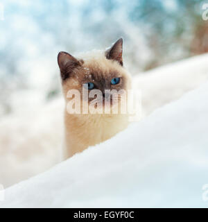 Simpatico gatto siamese gatto a piedi nella neve Foto Stock