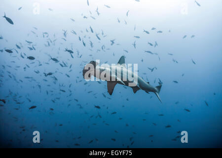 Dentellata (a testa di martello Sphyrna lewini), Cocos Island, Costa Rica Foto Stock