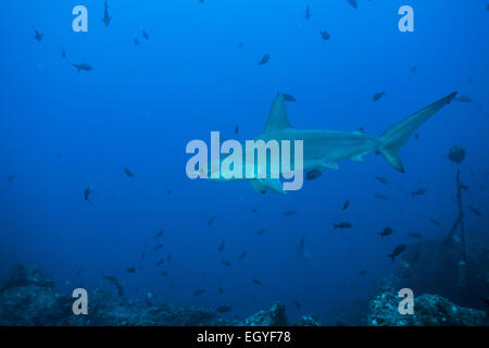 Dentellata (a testa di martello Sphyrna lewini), Cocos Island, Costa Rica Foto Stock