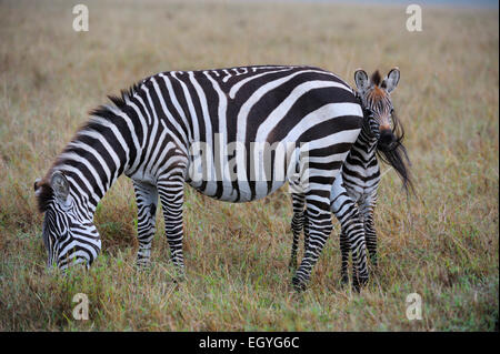 Le pianure zebre (Equus guagga), il mare e il puledro, il puledro di nascondersi dietro la sua madre, guardando con cautela Foto Stock