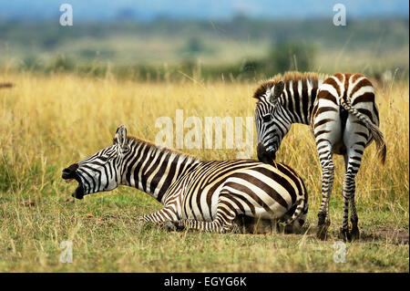 Le pianure zebre (Equus guagga), mare, chiamando, con puledro, il Masai Mara riserva nazionale, Kenya Foto Stock