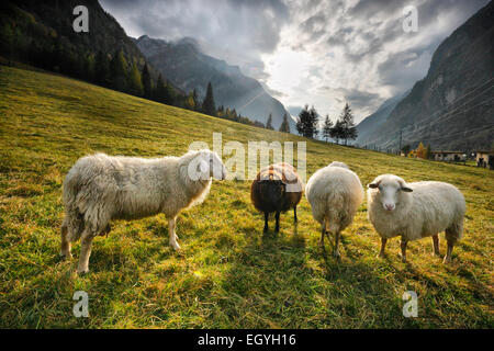 Pecore di montagna al tramonto, Slovenia - Europa Foto Stock