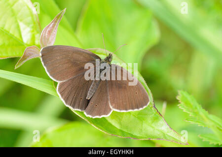 Anello (Aphantopus hyperantus), Nord Reno-Westfalia, Germania Foto Stock