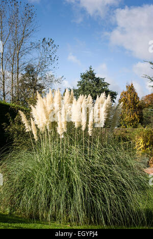 Maestoso pampa plumes in un giardino di autunno Foto Stock