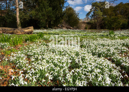 Snowdrops nella motivazione di Little Walsingham Abbey in Norfolk, Regno Unito. Foto Stock