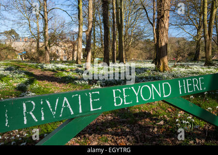 Snowdrops nella motivazione di Little Walsingham Abbey in Norfolk, Regno Unito. Foto Stock