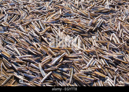 Gusci di rasoio (Ensis arcuatus) sulla spiaggia di Titchwell, Norfolk, Regno Unito. Foto Stock