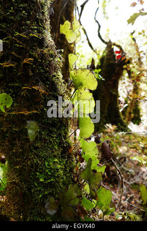 Gli epifiti cresce su albero nella foresta pluviale Foto Stock