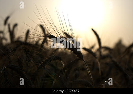 Grano maturo retroilluminati da sole di setting Foto Stock
