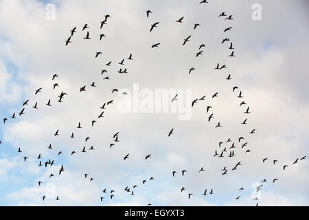 Brent oche (Branta bernicla) volando sopra la costa del Norfolk del nord in inverno, UK. Foto Stock