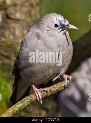 Wattled Starling (creatophora cinerea) Foto Stock