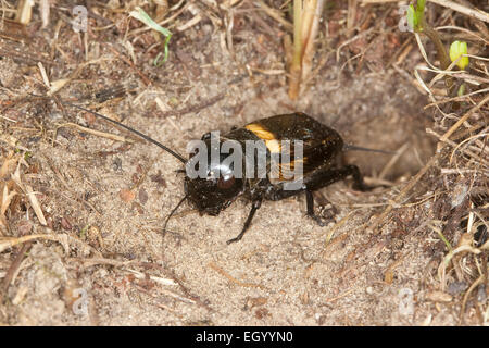 Campo cricket, maschio, Feldgrille, Männchen, Feld-Grille, calandra, Gryllus campestris, Grillen, Gryllidae, Grillon champêtre Foto Stock