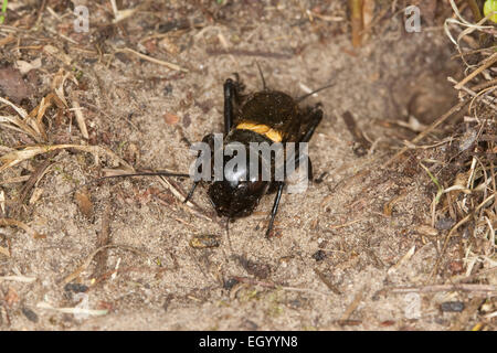 Campo cricket, maschio, Feldgrille, Männchen, Feld-Grille, calandra, Gryllus campestris, Grillen, Gryllidae, Grillon champêtre Foto Stock