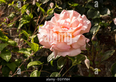 Rosa compassione rosa rampicante Giugno Foto Stock