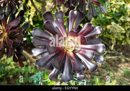 Aeonium arboreum Zwartkop Foto Stock