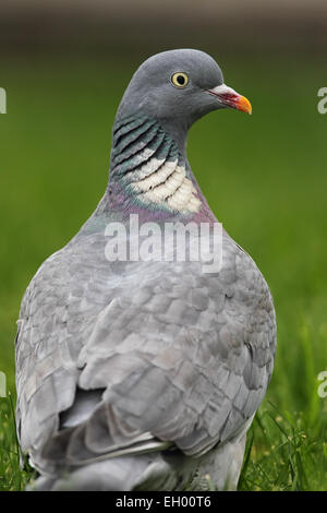 In prossimità di un comune il Colombaccio ( Columba palumbus) seduto su un prato. Foto Stock