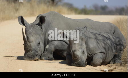 White Rhino madre & vitello. Prese nel Parco Nazionale di Kruger, Sud Africa Foto Stock
