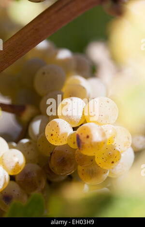 Uve : Riesling. Foto Stock