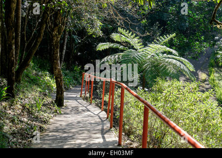 Percorso attraverso i giardini botanici su Pico Isabel de Torres, San Felipe de Puerto Plata, Repubblica Dominicana, Isole dei Caraibi Foto Stock