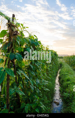 [Yardlong pianta di fagiolo in mattinata] mattina giornata soleggiata , villaggio, valley Foto Stock