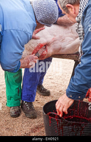 Casa Tradizionale la macellazione in un area rurale. Slaughterer stucks il coltello sotto la gola di maiale Foto Stock