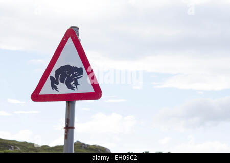 Il rospo MIGRATORI FROG ATTRAVERSANDO AVANTI IL TRAFFICO STRADALE SEGNO Foto Stock