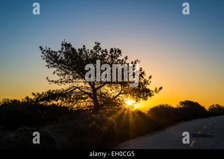 Il Rising Sun vista attraverso i rami di un Torrey Pine Tree. Torrey Pines Riserva Naturale Statale, La Jolla, California, Stati Uniti d'America. Foto Stock