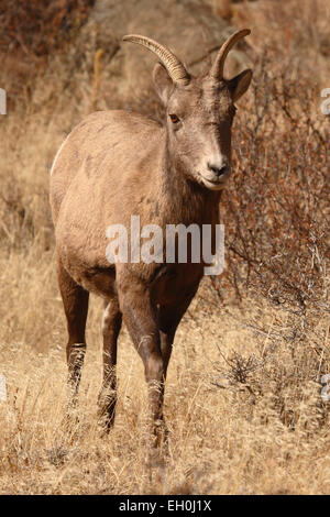 Un Bighorn camminando in un campo d'autunno. Foto Stock