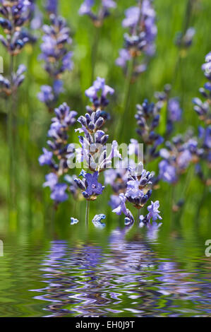 Lavanda con acqua la riflessione Foto Stock