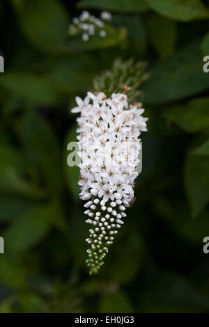 Lysimachia clethroides fiore. Foto Stock