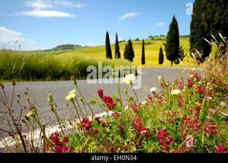 Cipressi e fiori che sbocciano lungo la strada di piegatura in primavera, Monticchiello (patrimonio mondiale dell'UNESCO), Val d'Orcia, Italia Foto Stock