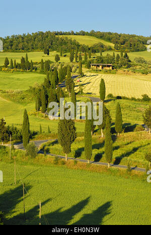 Cipressi di rivestimento del paese di avvolgimento road a Monticchiello, Toscana, Italia Foto Stock