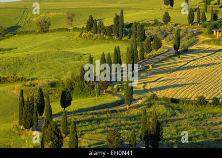 Cipressi di rivestimento del paese di avvolgimento road a Monticchiello, Toscana, Italia Foto Stock