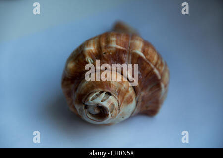 Shell Foto Stock