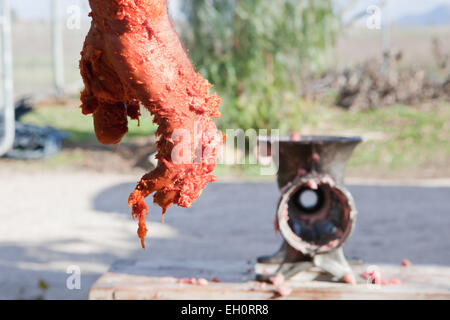 Agricoltore mano piena di carne appena dopo essere stato miscelato per ottenere il chorizo o salsicce. Casa Tradizionale la macellazione in Estremadura, Spagna Foto Stock