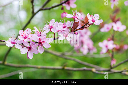 Prugna ornamentali albero in fiore Foto Stock