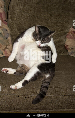 Fat Tabby e interno bianco Shorthair Cat, lavando il suo ventre Foto Stock