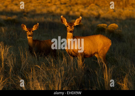 Mule Deer (Odocoileus hemionus) al tramonto Foto Stock