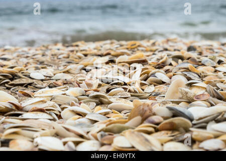 Conchiglie sulla spiaggia di Northland e Nuova Zelanda. Foto Stock