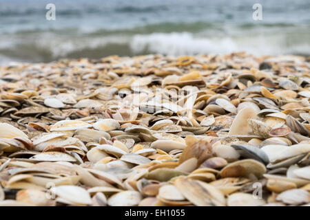 Conchiglie sulla spiaggia di Northland e Nuova Zelanda. Foto Stock