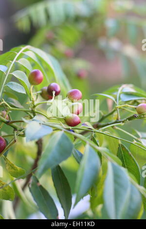 Close up di Curry impianto - Murraya Koenigii semi maturazione Foto Stock