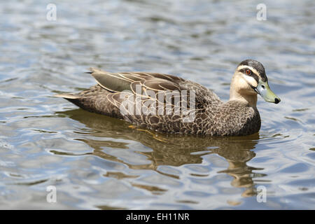 Adulto nero pacifico anatre (Anas superciliosa) nuotare in acqua Foto Stock