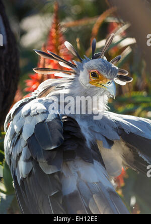 Un segretario bird ritratto con uno splendido piumaggio back lit Foto Stock