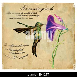 Un dipinto a mano illustrazione nel vettore immagine. Gli uccelli: Hummingbird Illustrazione Vettoriale