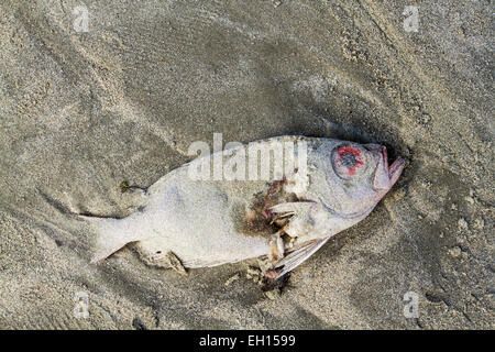I pesci morti sulla sabbia a Armacao Beach. Florianopolis, Santa Catarina, Brasile. Foto Stock