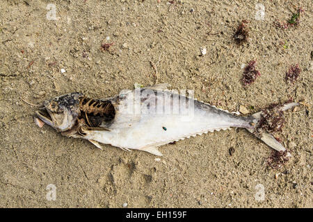 I pesci morti sulla sabbia a Armacao Beach. Florianopolis, Santa Catarina, Brasile. Foto Stock