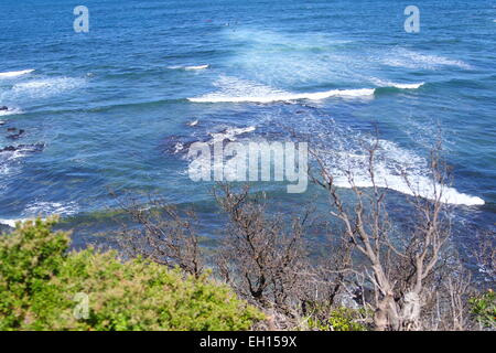 Fungo reef Marine Sanctuary, Penisola di Mornington Foto Stock